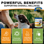 Probiotics for Dogs - Digestive Health