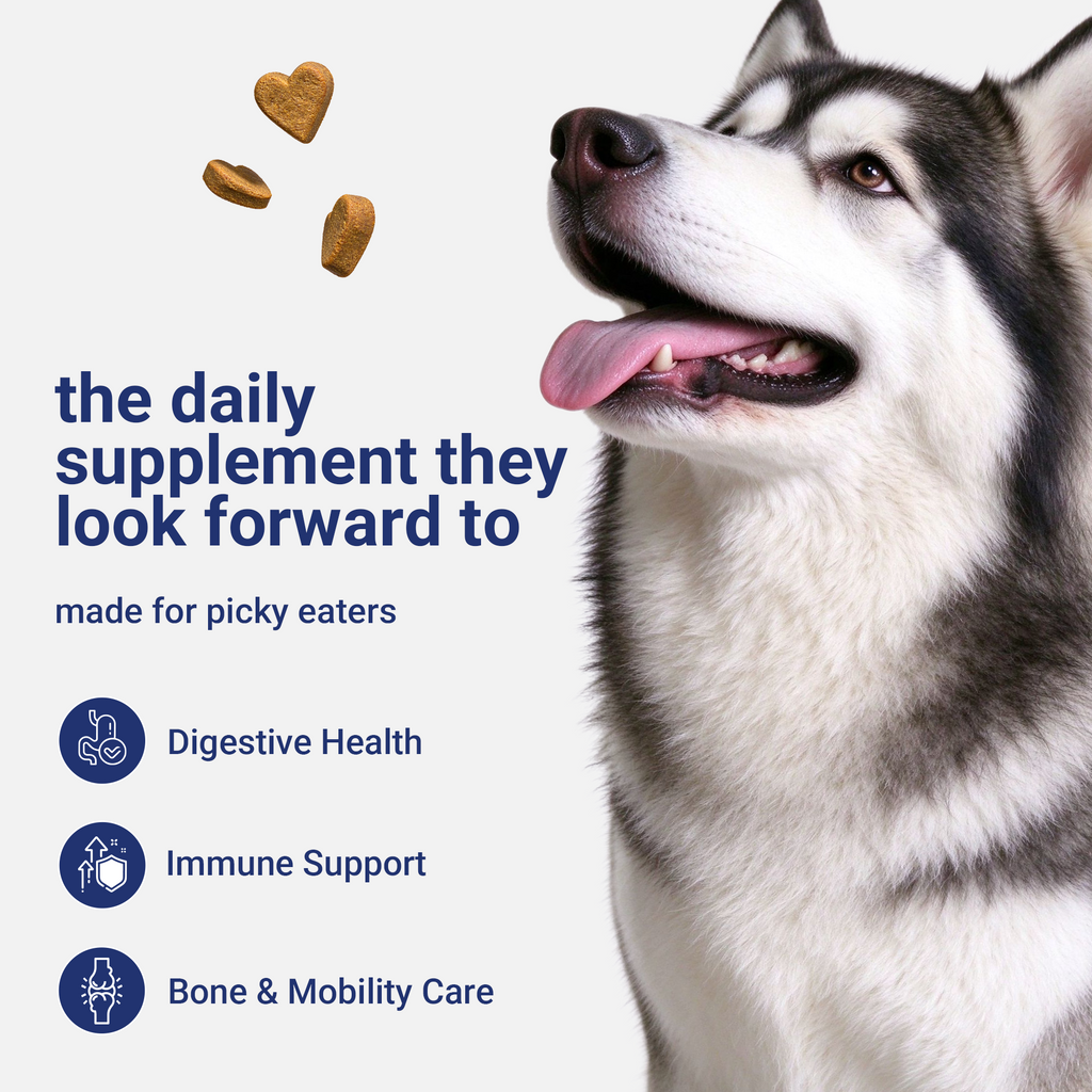 OURCARES 10-in-1 Multivitamin Soft Chews provide daily comprehensive support for dog skin, coat and joint health, ideal for all breeds