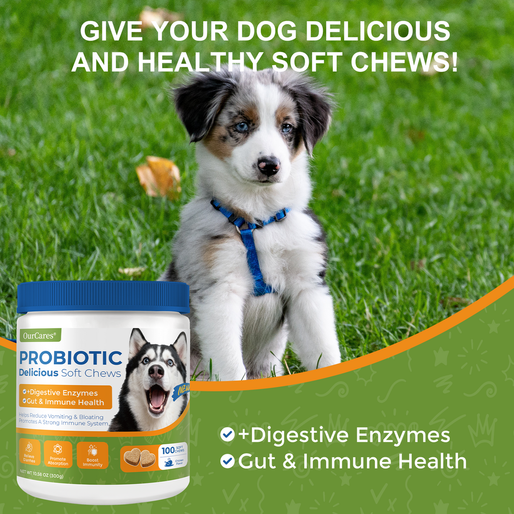 Probiotics for Dogs - Digestive Health