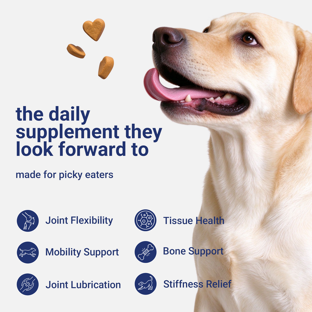 OURCARES Hip and Joint Supplement for Dogs, Glucosamine & Chondroitin Mobility Chews